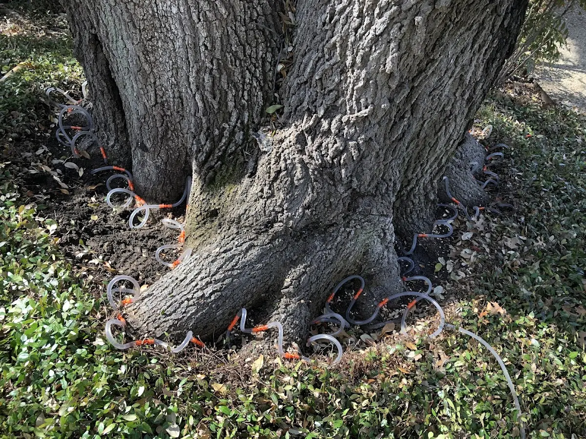 Detailed Tree Cabling and Bracing job site in East Hickory