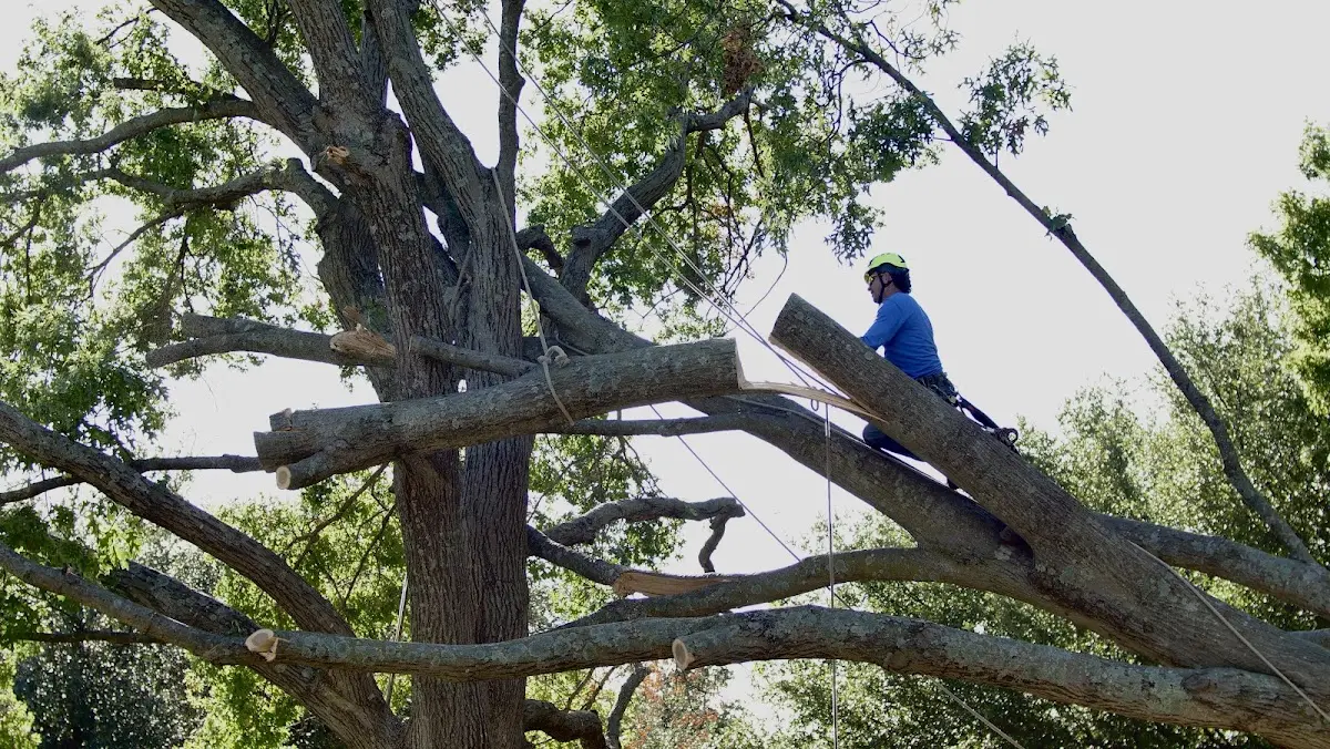 Professional Crown Thinning performed by certified arborists in East Hickory
