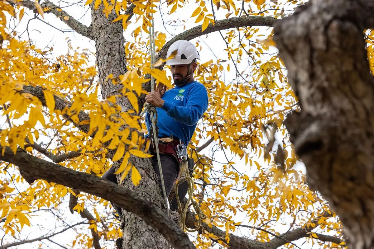 Skilled Tree Planting crew working in East Hickory