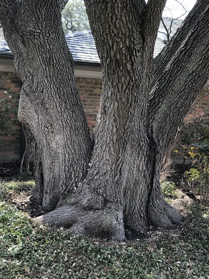 Mature heritage tree close to a East Hickory property cared for by certified arborists